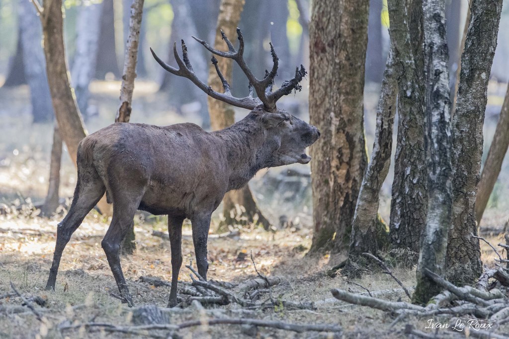 Brame du Cerf  - 2019