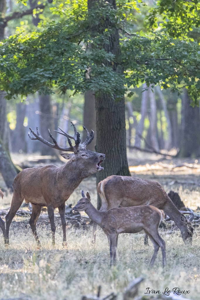 Brame du Cerf  - 2019