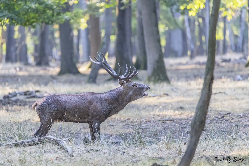 Brame du Cerf  - 2019