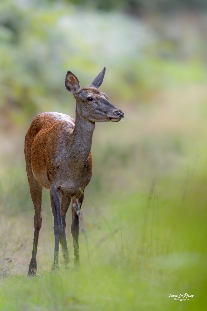 Portrait de Biche  - Normandie - Eure (27) - 2023 Ivan Le Roux ILR Photographie