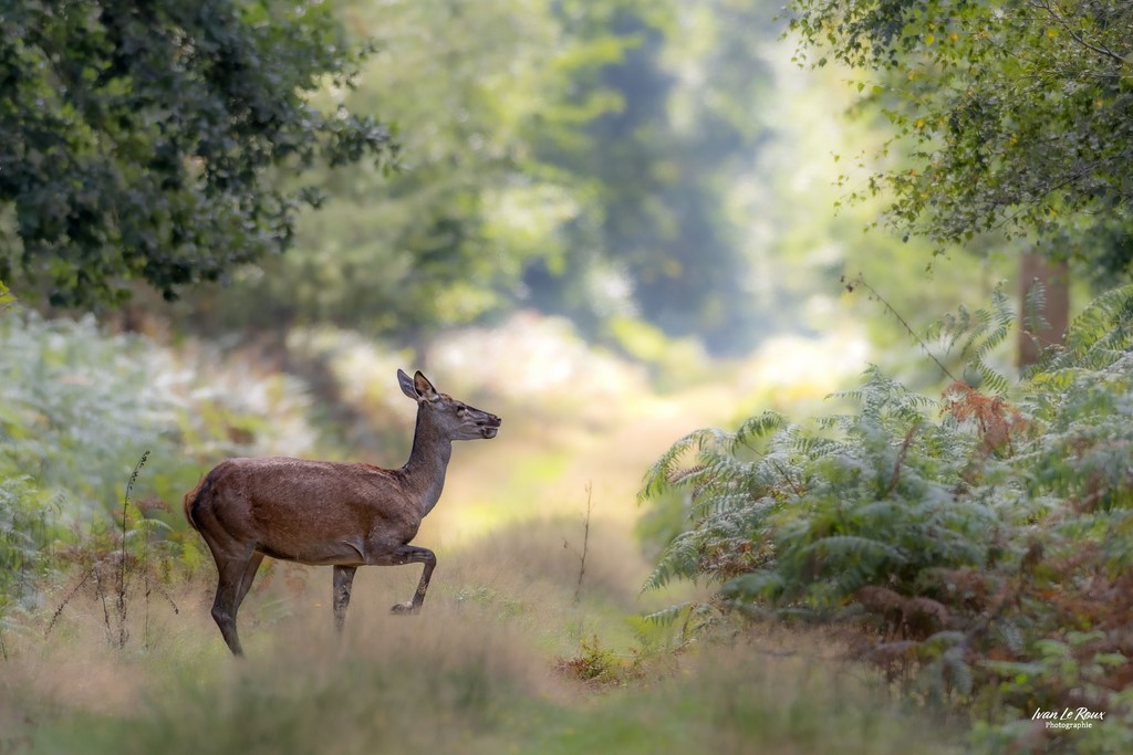 Biche traverse le chemin  - Normandie - Eure (27) - 2023 - Ivan Le Roux Photographe