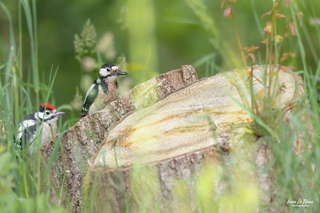 Pics Epeiches - Romilly-la-Puthenaye (27) - 2024 - Ivan Le Roux photographie