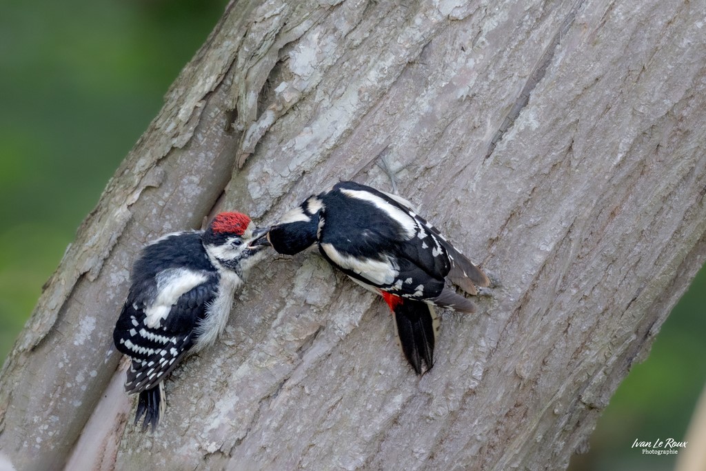 Pic épeiche juvénile et sa maman pendant une séance de nourissage - Romilly-la-Puthenaye (27) - 2024 - Ivan Le Roux Photographie