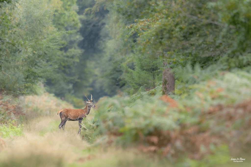 Le Daguet - Normandie - Eure (27) -