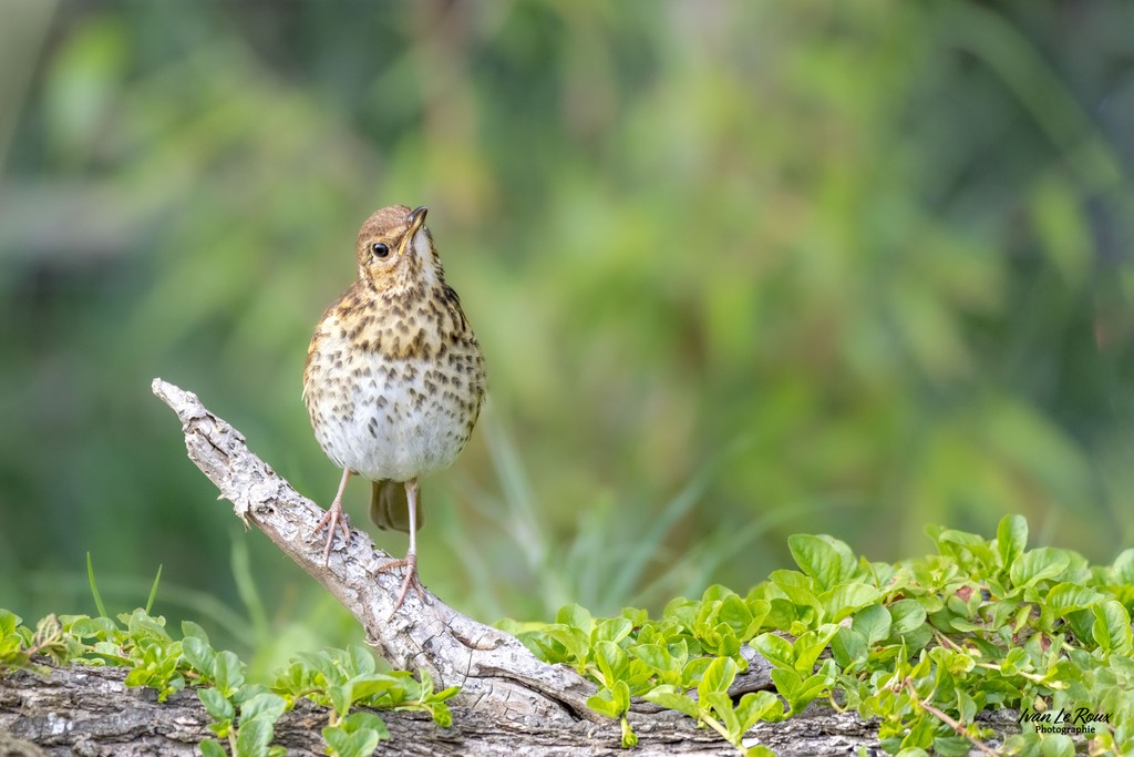 Grive musicienne - Romilly-la-Puthenaye (27) Ivan Le Roux Photographie