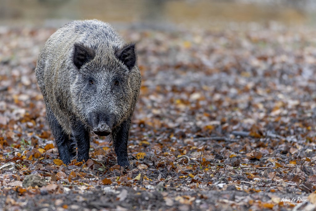 La rencontre du soir... - Romilly-la-Puthenaye (27) - 2022 - Canon EOS R7 -  Sigma 500 mm F/4 OS HSM SPORT   1/125s, f/4 ISO 800  Priorité Ouverture​ Photos de Ivan Le Roux normandie Eure sanglier