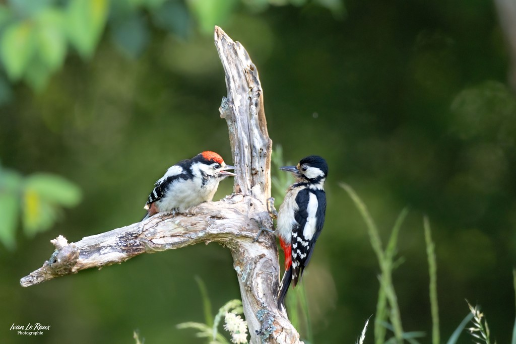 Pic épeiche juvénile et sa maman - Romilly-la-Puthenaye (27) - 2024 Ivan Le Roux photographie