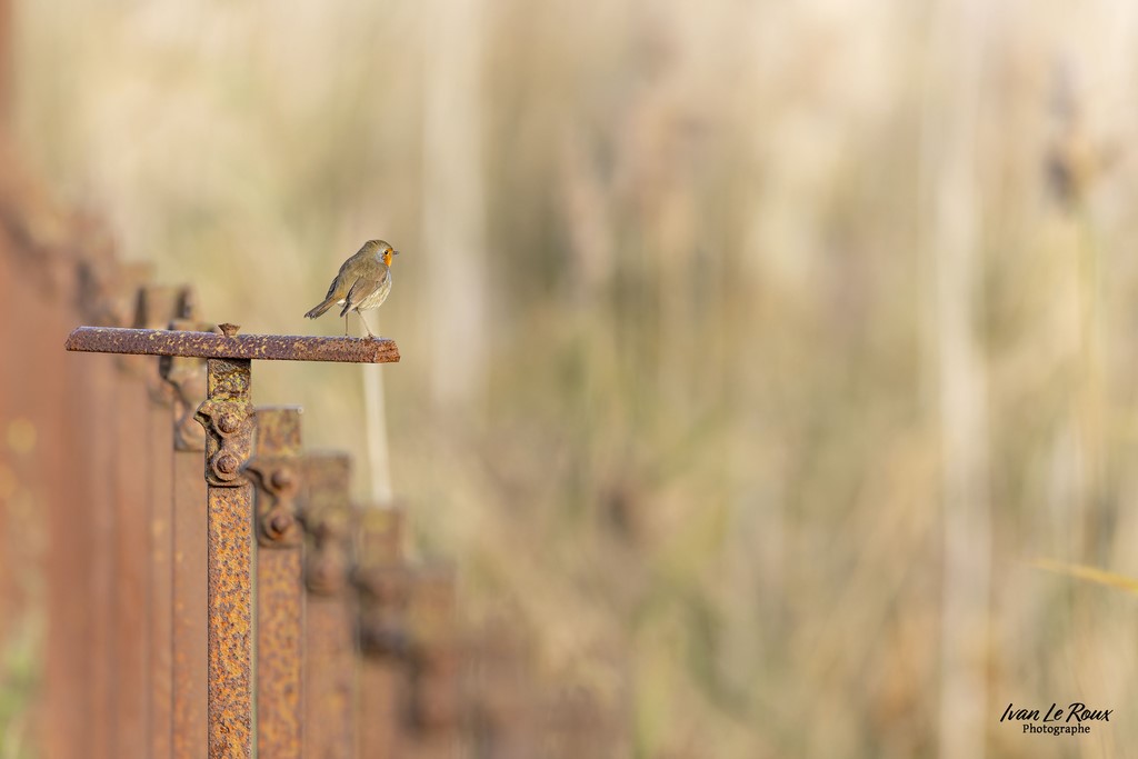 Rouge-Gorge - Estuaire de la Seine (76) - 2022 - Canon EOS R7 -  Sigma 500 mm F/4 OS HSM SPORTS - 1/3200s, f/4 ISO 800  Priorité Ouverture​ Ivan Le Roux Photographe Normandie