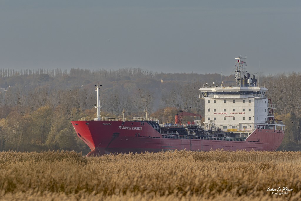 Estuaire de la Seine (76) - 2022 - Canon EOS R7 -  Sigma 500 mm F/4 OS HSM SPORTS - 1/2500s, f/7.1 ISO 800  Priorité Ouverture​ Ivan Le Roux Photographe Normandie