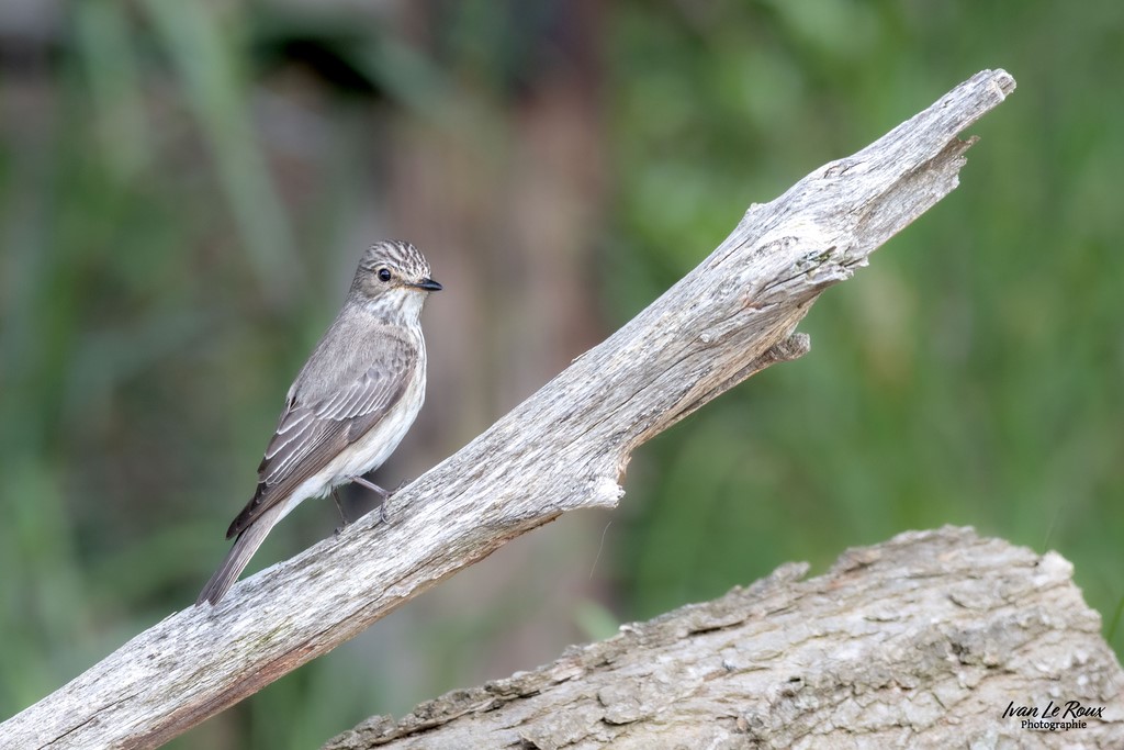 Gobemouche gris - Romilly-la-Puthenaye (27) - 2024 Ivan Le Roux photographie
