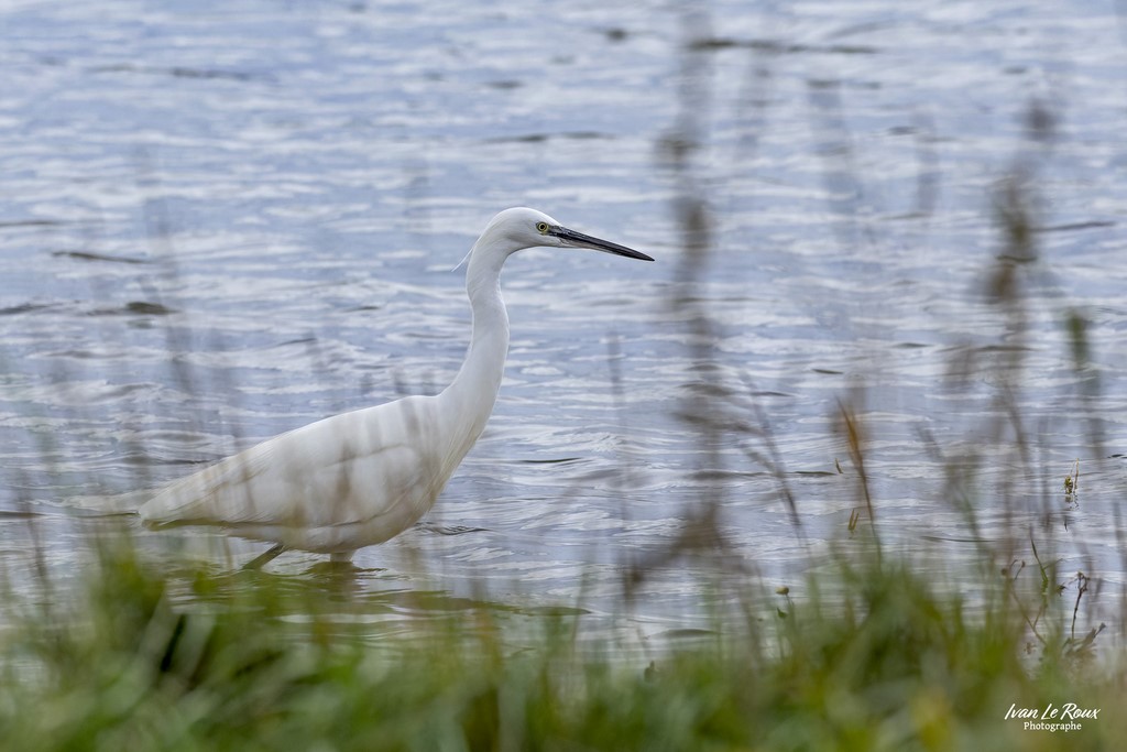 Aigrette Garzette - Estuaire de la Seine (76) - 2022 - Canon EOS R7 -  Sigma 500 mm F/4 OS HSM SPORTS - 1/2500s, f/7.1 ISO 800  Priorité Ouverture​ Photographe ivan Le Roux Normandie