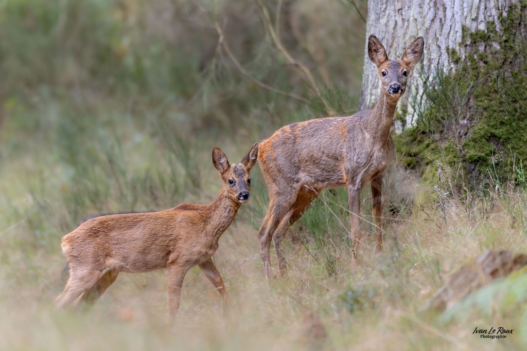 Chevreuils - Normandie - Eure (27) - 2023 - Ivan Le Roux Photographie