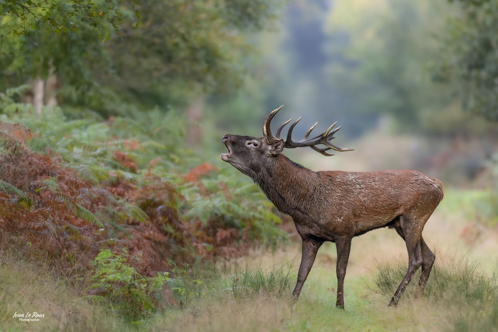 Le brame  - Normandie - Eure (27) - 2023  - photographe animalier Ivan Le Roux