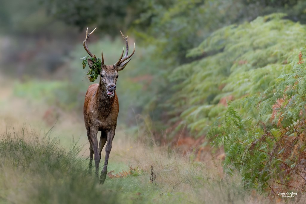 Ivan Le Roux Cerf  10 cors pendant le brame - Normandie - Eure (27)