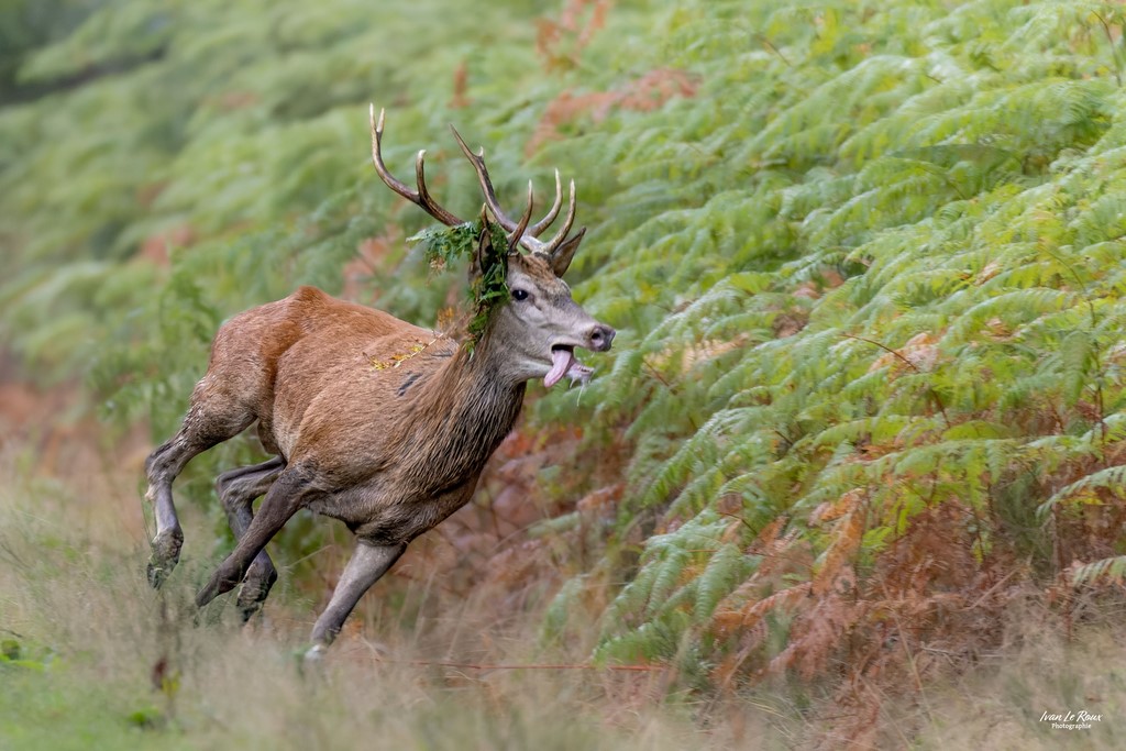 Cerf  pendant le brame - Normandie - Eure (27) - Ivan Le Roux