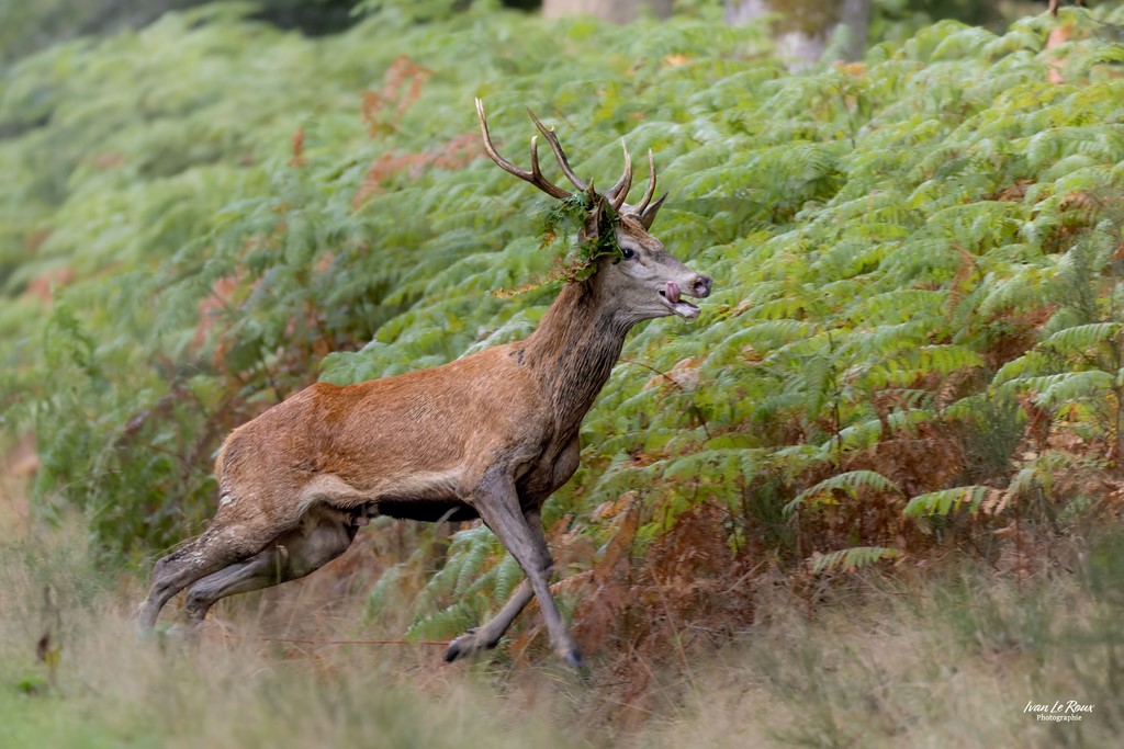 Cerf  pendant le brame - Normandie - Eure (27)