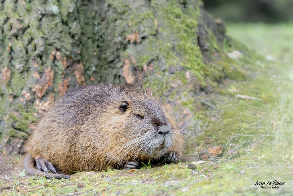 Le Ragondin - Romilly-la-puthenaye (27) - 2024 - Ivan Le Roux Photographie
