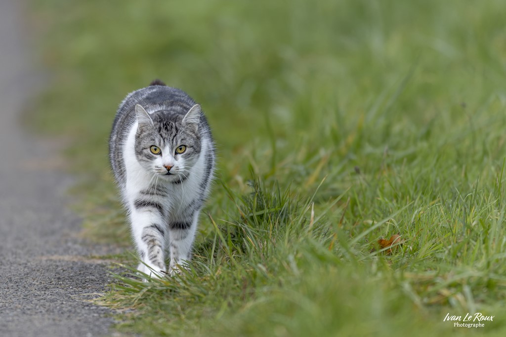 Charlie en promenade - Romilly-la-Puthenaye (27) - 2022 - Canon EOS R7 -  Sigma 500 mm F/4 OS HSM SPORT   1/500s, f/4 ISO 1250  Priorité Ouverture​ Chat Photographe Ivan Le Roux  Normandie Eure