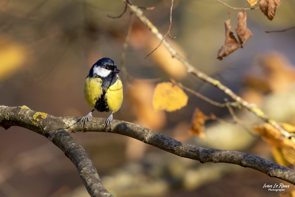 Couleurs d'Automne sur la Mésange Charbonnière - Romilly-la-Puthenaye (27) - 2022 - Canon EOS R7 -  Sigma 500 mm F/4 OS HSM SPORT   1/800s, f/5.6 ISO 800  Priorité Ouverture​ Photographe Ivan Le Roux