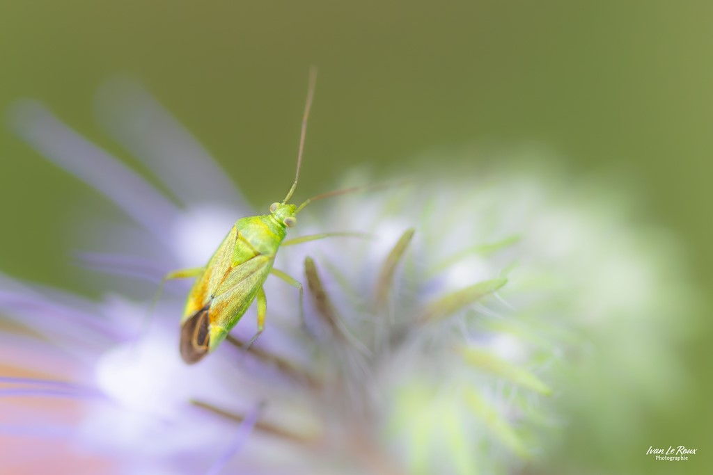 Punaise de pomme  -  Romilly-la-Puthenaye (27) - 2024 - Ivan Le Roux Photographie Normandie