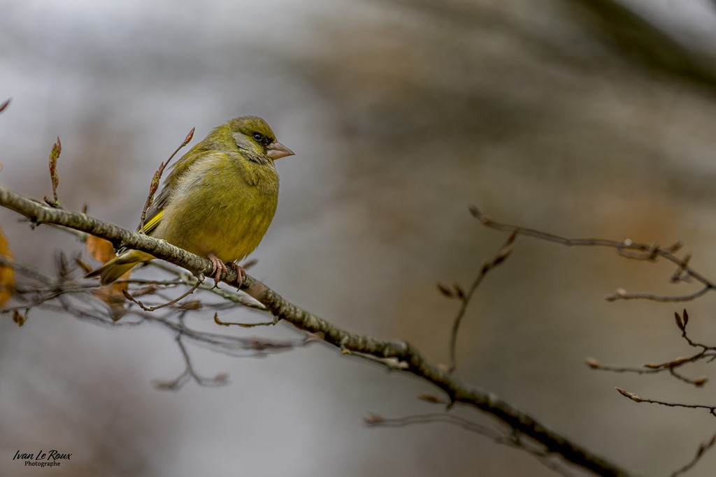 2022 - Canon EOS R7 -  Sigma 500 mm F/4 OS HSM SPORT   1/1000s, f/4 ISO 800  Priorité Ouverture​ Couleurs d'Automne Ivan Le Roux Photographie Eure Normandie