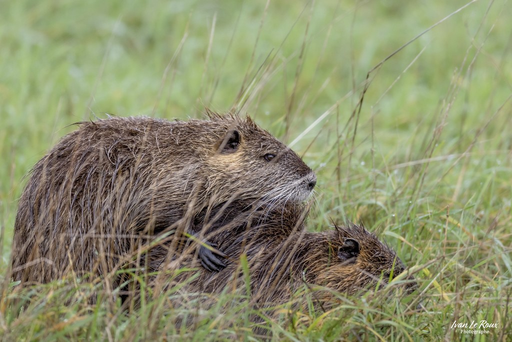 Ragondins reproduction nationale de Moëze-Oléron (17) - 2022 - Canon EOS R7 -  Sigma 500 mm F/4 OS HSM SPORT photographe Ivan Le Roux animalier