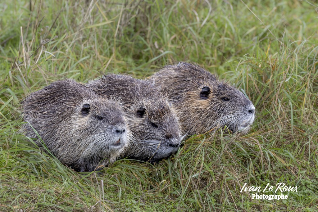 Réserve naturelle nationale de Moëze-Oléron (17) Photographe animalier Ivan Le Roux EOS R7 et sigma 500mm