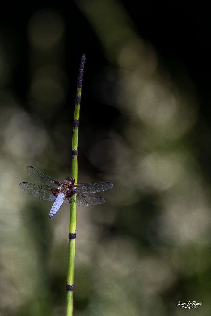 Libellule déprimée (Libellula depressa Linnaeus) sur Presle du Japon -  Romilly-la-Puthenaye (27) Ivan Le Roux Photographie
