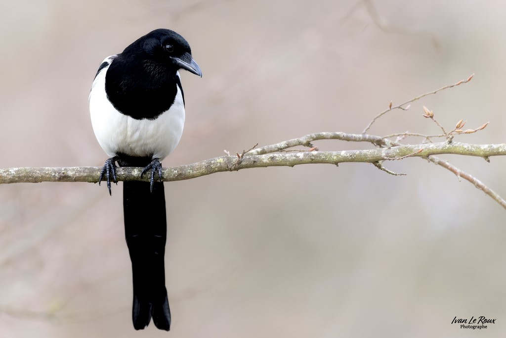 Les Oiseaux du Jardin - Pie barvarde - Romilly-la-Puthenaye (27) - 2023 - Ivan Le Roux photographe