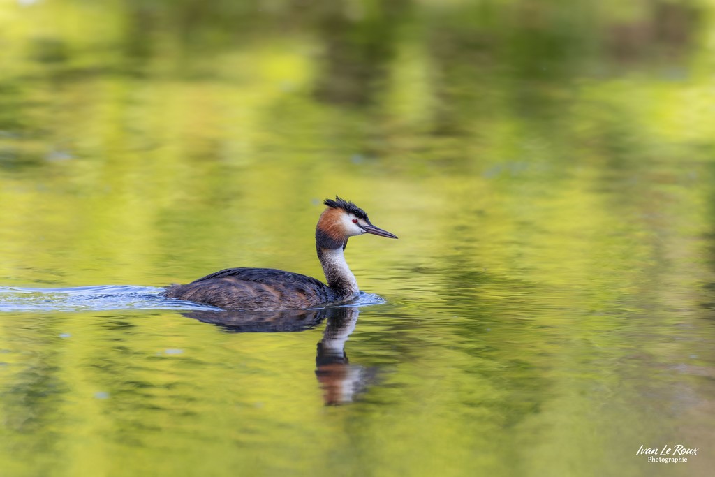 Grèbe huppé - 2024 - Eure-et-Loire (28) - Canon EOS R7 ivan Le Roux Photographie normandie