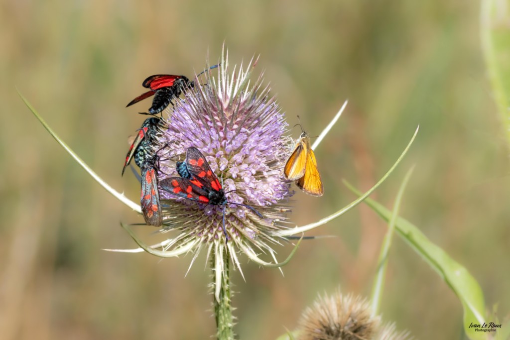La cardère est très appréciée - Romilly-la-Puthenaye (27) Ivan Le Roux Photographie normandie