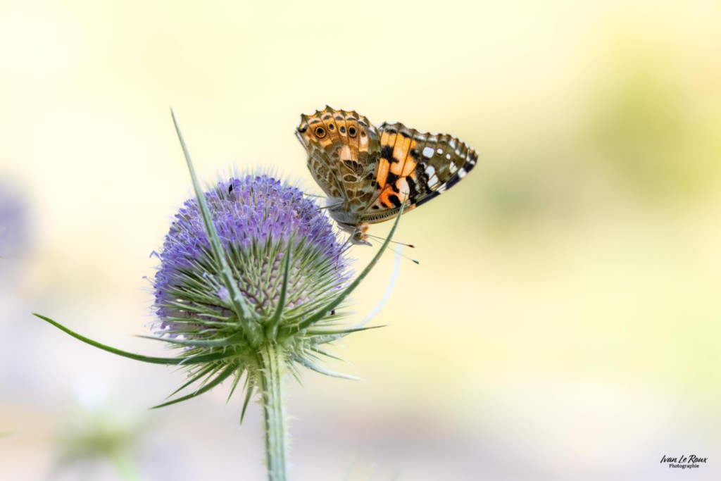Papillon sur Cardère - Romilly-la-Puthenaye (27) Ivan Le Roux photographie