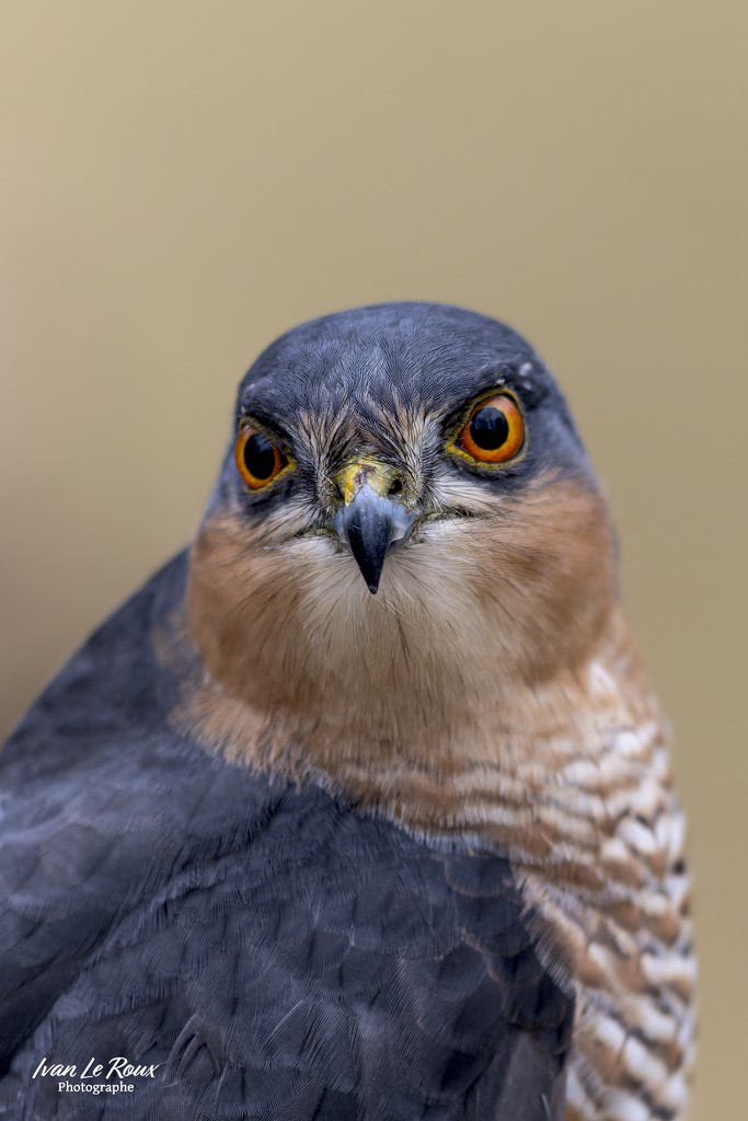Epervier d'Europe - Romilly-la-Puthenaye (27) - 2023 - Canon EOS R7 -  Sigma 500 mm F/4 OS HSM SPORT   1/1000s, f/4 ISO 800  Priorité Ouverture​ ivan Le Roux photographe animalier oiseaux rapace Eure Normandie