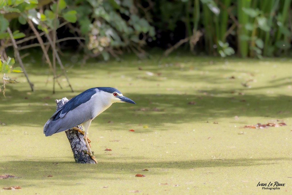 Le Bihoreau gris sur son bout de bois  - Eure-et-Loire (28) Ivan Le Roux photographie