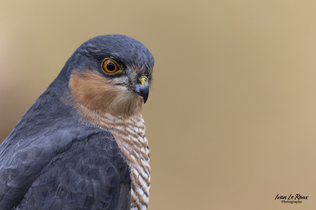 Epervier d'Europe - Romilly-la-Puthenaye (27) - 2023 - Canon EOS R7 -  Sigma 500 mm F/4 OS HSM SPORT   1/1000s, f/4 ISO 800  Priorité Ouverture​ Ivan Le Roux photo animalière Eure Normandie