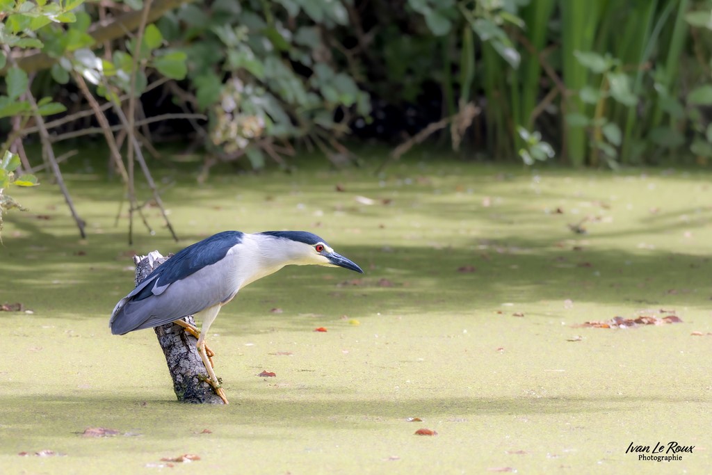 Le Bihoreau gris repère sa proie  - Eure-et-Loire (28) - 2024 Ivan Le Roux Photographie