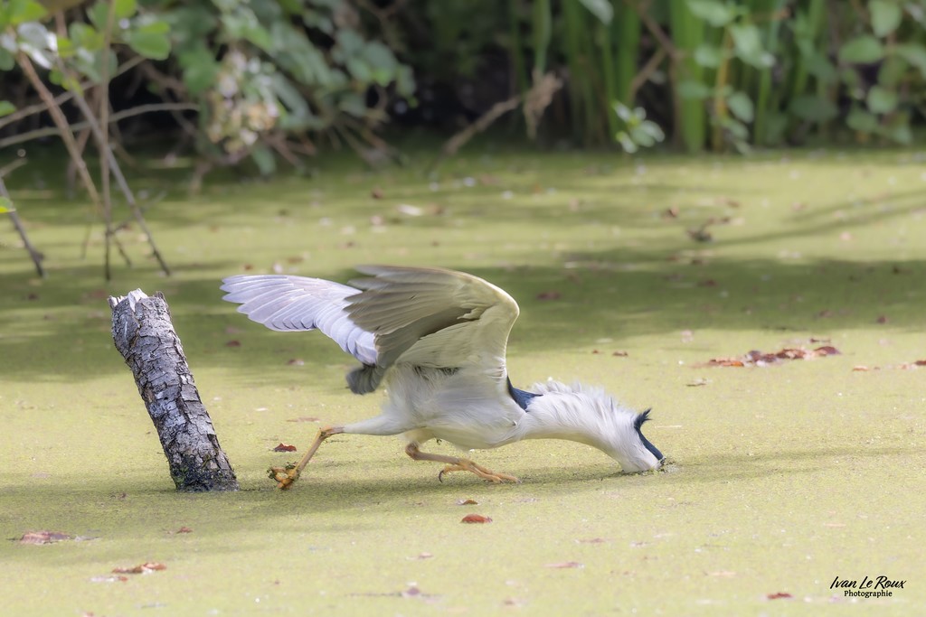 Le Bihoreau gris plonge vers sa proie  - Eure-et-Loire (28) - 2024  Ivan Le Roux photographie Normandie