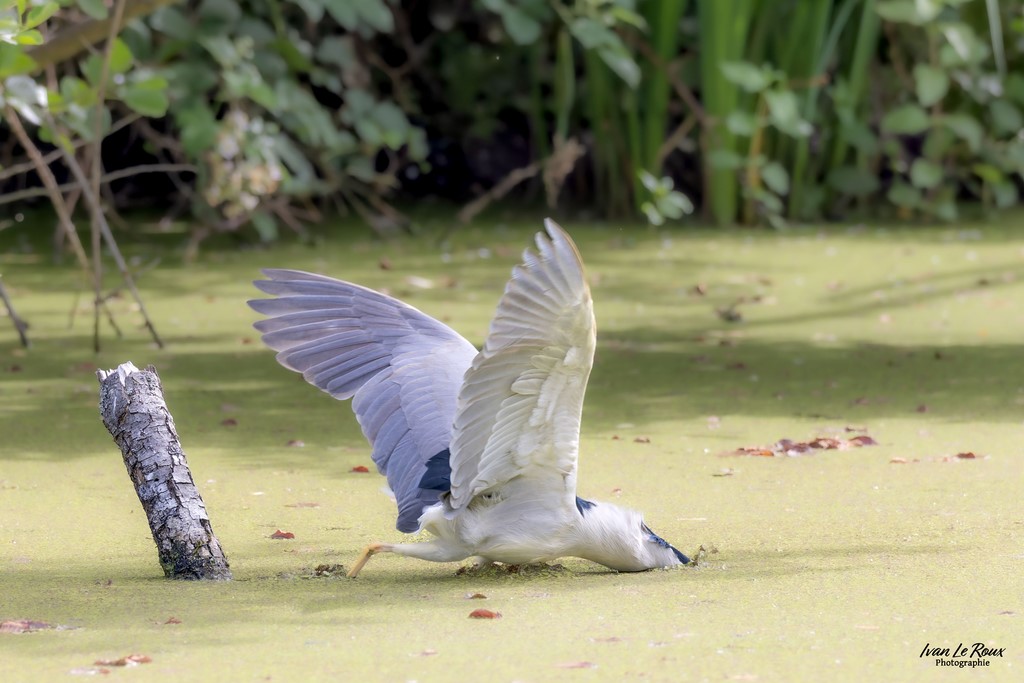 Le Bihoreau gris la tête sous l'eau - Eure-et-Loire (28) - 2024 Ivan Le Roux photographie Normandie