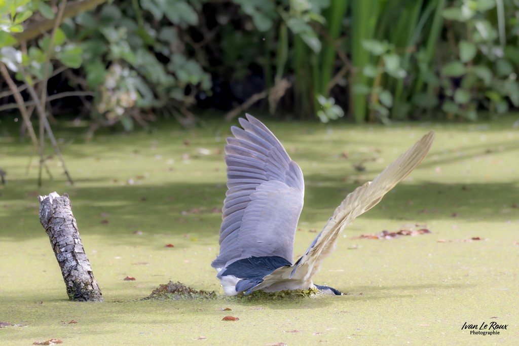 Le Bihoreau gris cherche sa proie - Eure-et-Loire (28) - 2024 - Ivan Le Roux Photographe Normandie