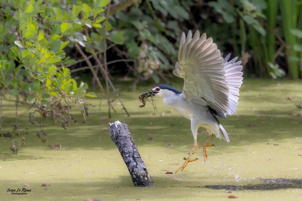 Le Bihoreau gris ressort de l'eau avec sa proie  - Eure-et-Loire (28) - 2024  - Ivan Le Roux photographie Normandie