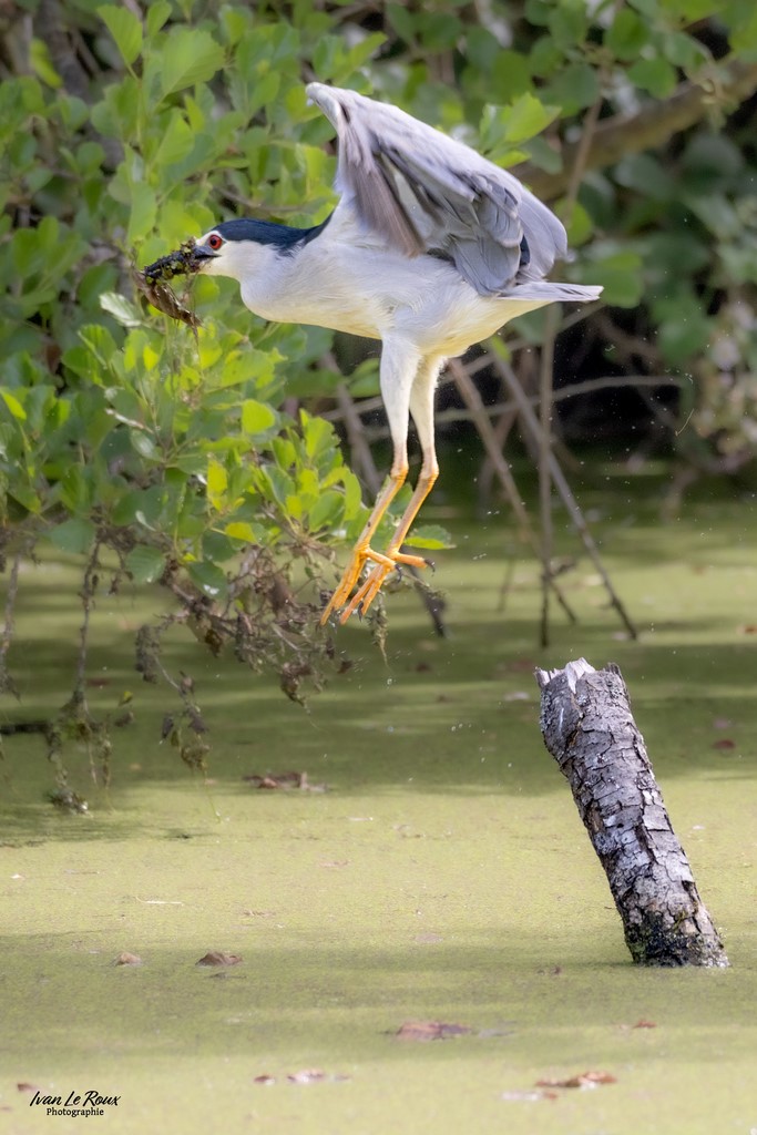 Le Bihoreau gris s'envole avec sa proie  - Eure-et-Loire (28) - 2024 - Ivan Le Roux Photographie Normandie