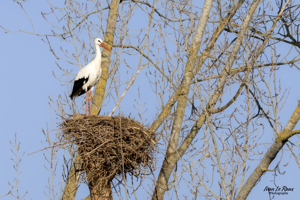 Cigogne Blanche - Réserve Naturelle Nationale de l'Estuaire de la Seine (76) - 2023 - Canon EOS R7 -  Sigma 500 mm F/4 OS HSM SPORTS 500 mm  1/4000s, f/8 ISO 800  Priorité Ouverture​ Ivan Le Roux Photos animalières
