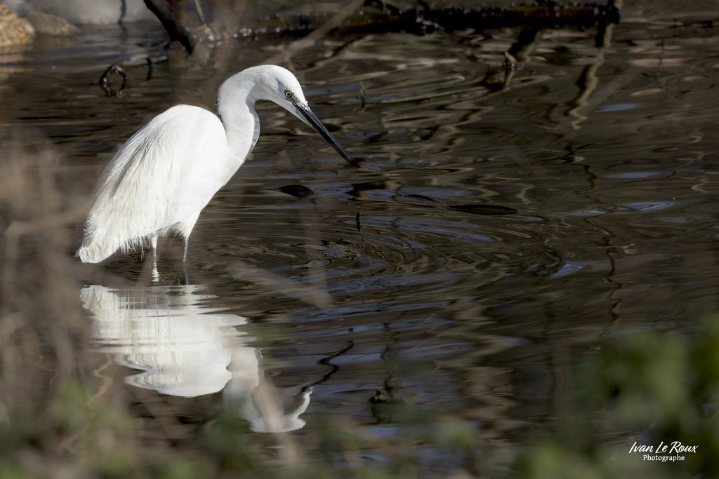 Ivan Le Roux Photographie animalière Aigrette Garzette - Parc de Rouelles  (76) - 2023 - Canon EOS R7 -  Sigma 500 mm F/4 OS HSM SPORTS 500 mm  1/1250s, f/8 ISO 800  Priorité Ouverture​ Eure Normandie