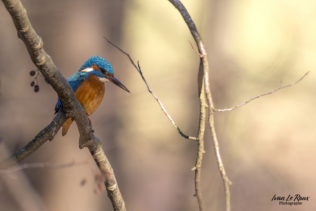 Martin Pêcheur - Parc de Rouelles Le Havre (76) - 2023 - Canon EOS R7 -  Sigma 500 mm F/4 OS HSM SPORTS 500 mm  1/1250s, f/5.6 ISO 800  Priorité Ouverture​ photographie animalière ivan Le Roux