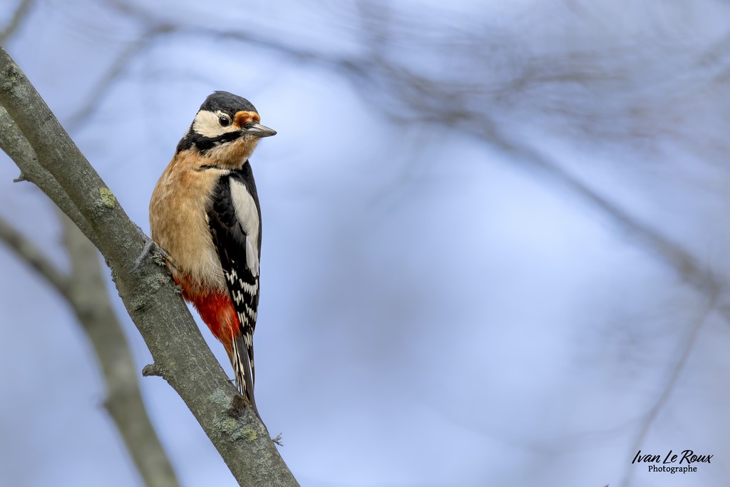 Pic Epeiche - Romilly-la-Puthenaye (27) - 2023 - Canon EOS R7 -  Sigma 500 mm F/4 OS HSM SPORTS 500 mm  1/2000s, f/4 ISO 800  Priorité Ouverture​ Photographe Ivan Le Roux Normandie Eure 