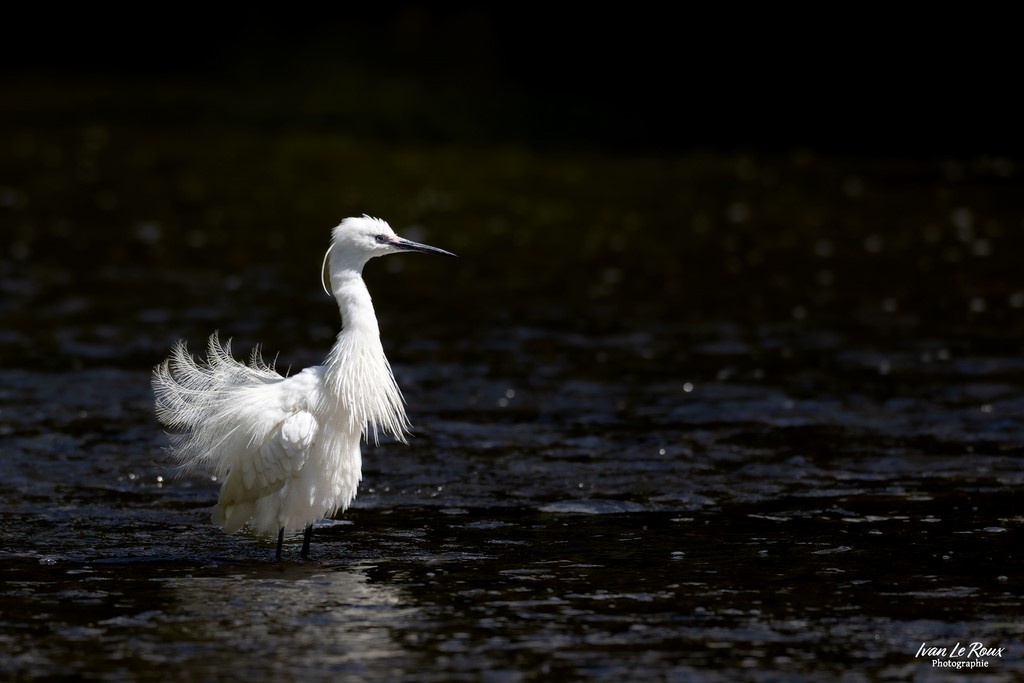Aigrette garzette ébouriffé - Romilly-la-Puthenaye (27) - 2024 - Ivan Le Roux Photographie Normandie