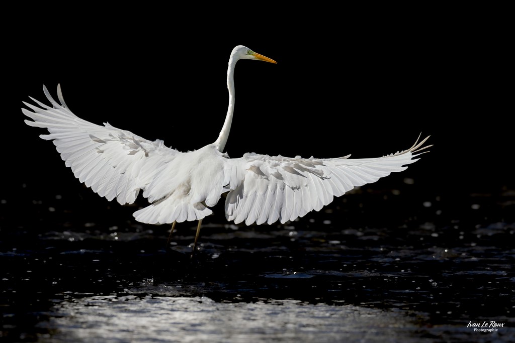 Grande Aigrette  sur la Risle - Romilly-la-Puthenaye (27) - 2024 - Ivan Le Roux Photographie