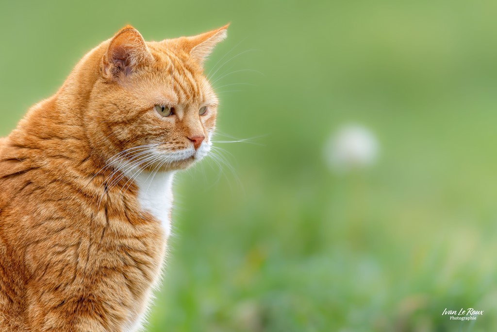 Portrait de la belle "Lilou" - Romilly-la-Puthenaye (27) - 2023 - Canon EOS R7 Photo de chat par Ivan Le Roux Photographie Normandie