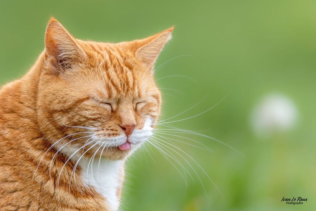 D'où l'expression "Donner sa langue au chat" ! - Lilou - Romilly-la-Puthenaye (27) - 2023 - Canon EOS R7 -  Sigma 500 mm F/4 Ivan Le Roux Photographie Normandie