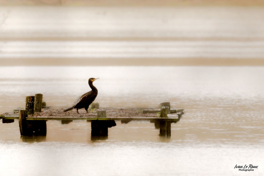 Le Cormoran - 2023 - Canon EOS R7 -  Sigma 500 mm F/4 OS HSM SPORT  Photographe Ivan Le Roux ILR Photographie